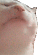 Cat jam